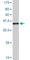 Anti-EVI2B Mouse Monoclonal Antibody [clone: 2G9]