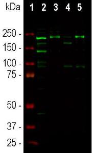 Western blot analysis of different tissu