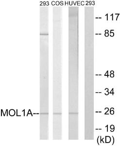 Anti-MOL1A antibody