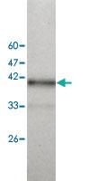 Anti-PRPS1L1 Mouse Monoclonal Antibody [clone: 3]