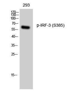 Western blot analysis of 293 cells using Anti-IRF-3 (phospho Ser385) Antibody