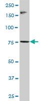 Anti-RNF6 Mouse Polyclonal Antibody