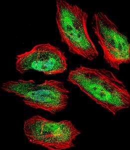 Anti-TSN Rabbit Polyclonal Antibody