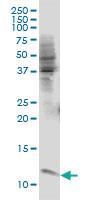 Anti-ERH Mouse Monoclonal Antibody [clone: 1H4]