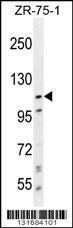 Anti-PCDHA8 Rabbit Polyclonal Antibody (FITC (Fluorescein Isothiocyanate))