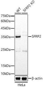 Anti-SFRP2 Rabbit Polyclonal Antibody