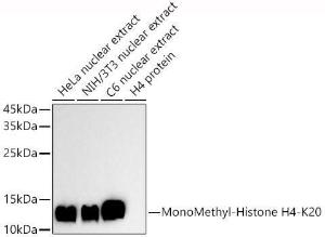 Western blot analysis of extracts of various cell lines, using Anti-Histone H4 (mono methyl Lys20) Antibody (A308458) at 1:500 dilution. The secondary antibody was Goat Anti-Rabbit IgG H&L Antibody (HRP) at 1:10,000 dilution.