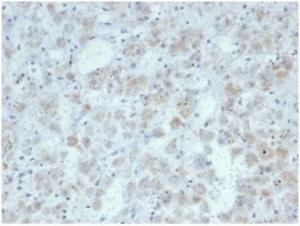 Immunohistochemical analysis of formalin-fixed, paraffin-embedded human adrenal gland tissue using Anti-IL-15 Antibody [IL15/7048R]