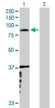 Anti-RNF6 Mouse Polyclonal Antibody