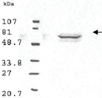 Anti-CCNB1 Rabbit Polyclonal Antibody