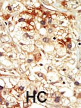 Anti-CDK17 Rabbit Polyclonal Antibody