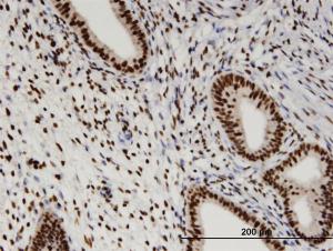 Anti-RBM3 Mouse Monoclonal Antibody [clone: 4D6]