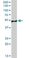 Anti-SF3B4 Goat Polyclonal Antibody