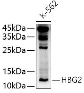 Western blot analysis of extracts of K-562 cells, using Anti-fetal hemoglobin Antibody (A10195) at 1:500 dilution