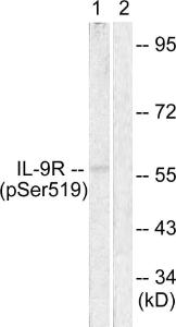 Antibody anti-IL-9R phospho SER519 100 µg