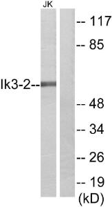 Antibody anti-IK3-2 100 µg