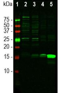 Western blot analysis of different tissu