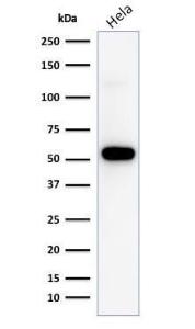 Western blot analysis of HeLa cell lysate using Anti-p53 Antibody [TP53/1799R]