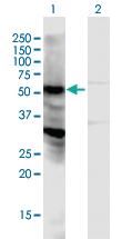 Anti-NPIPB15 Mouse Polyclonal Antibody