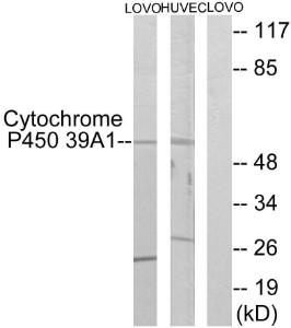 Western blot analysis of lysates from LOVO and HUVEC cells using Anti-Cytochrome P450 39A1 Antibody. The right hand lane represents a negative control, where the antibody is blocked by the immunising peptide.