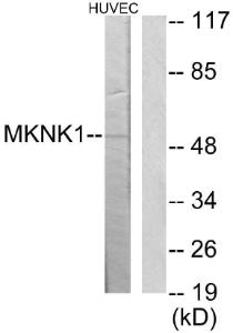 Antibody anti-MKNK1 100 µg