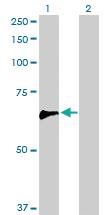 Anti-ARHGEF5 Rabbit Polyclonal Antibody