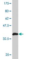 Anti-RPL19 Mouse Monoclonal Antibody [clone: 3H4]