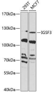 Western blot analysis of extracts of various cell lines, using Anti-IGSF3 Antibody (A10199) at 1:1,000 dilution. The secondary antibody was Goat Anti-Rabbit IgG H&L Antibody (HRP) at 1:10,000 dilution.