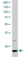 Anti-ARL2 Goat Polyclonal Antibody