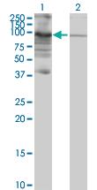 Anti-PIWIL3 Mouse Polyclonal Antibody