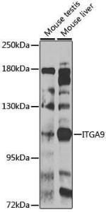 Anti-Integrin alpha 9 antibody