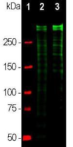 Western blot analysis of equal amounts of cell lysates using Anti-Ki67 Antibody (1:10000/green): [1] protein standard (red), [2] rapidly growing HeLa cell cultures, [3] rapidly growing HEK293 cell cultures.