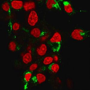 Immunofluorescent analysis of HePG2 cells stained with Anti-Albumin Antibody [ALB/2355] followed by Goat Anti-Mouse IgG (CF&#174; 488) (Green). The nuclear counterstain is RedDot (Red).