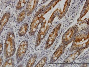 Anti-COX6C Mouse Monoclonal Antibody [clone: S51]