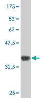 Anti-TRIM56 Mouse Monoclonal Antibody [clone: 4C5]