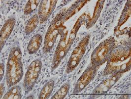 Anti-COX6C Mouse Monoclonal Antibody [clone: S51]