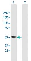 Anti-RBMS1 Mouse Polyclonal Antibody