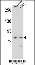 Anti-PCDHA9 Rabbit Polyclonal Antibody (APC (Allophycocyanin))