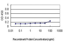 Anti-COX6C Mouse Monoclonal Antibody [clone: S51]