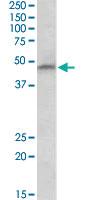 Anti-PAH Goat Polyclonal Antibody