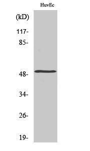 Antibody anti-MKNK1 100 µg