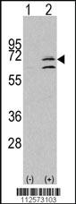 Anti-MAPK15 Rabbit Polyclonal Antibody