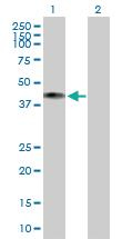 Anti-COX10 Mouse Polyclonal Antibody