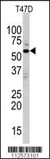 Anti-MAPK15 Rabbit Polyclonal Antibody