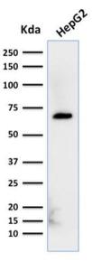 Western blot analysis of HepG2 cell lysate using Anti-Albu min Antibody [ALB/2356]