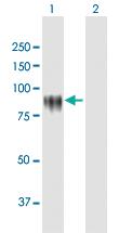 Anti-KPRP Mouse Polyclonal Antibody