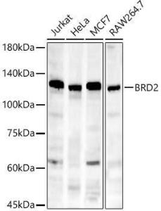 Western blot analysis of various lysates, using Anti-BRD2 Antibody [ARC56992] (A307516) at 1:1,000 dilution