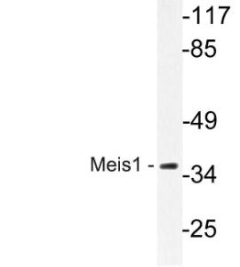 Antibody anti-MEIS1 A99039-100 100 µg