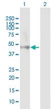 Anti-RNH1 Rabbit Polyclonal Antibody