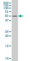 Anti-BCAM Mouse Polyclonal Antibody